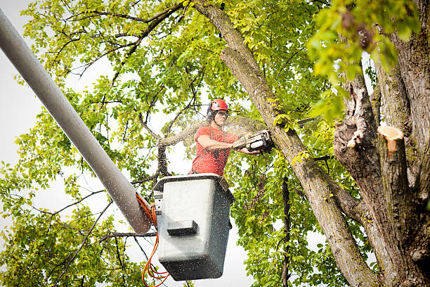 Florence, TX Tree Services Company